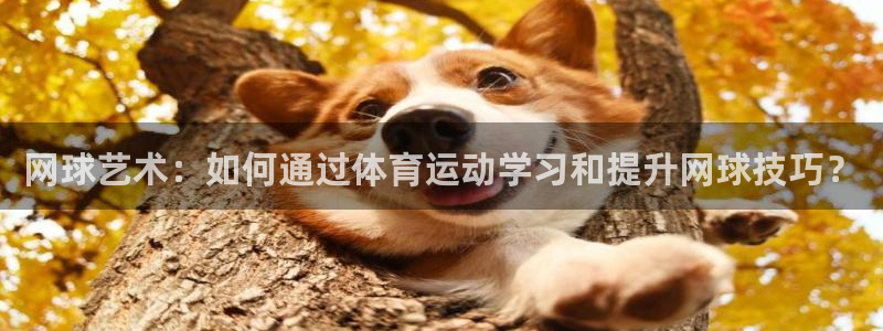 逐梦国际官网：网球艺术：如何通过体育运动学习和提升网球技巧？